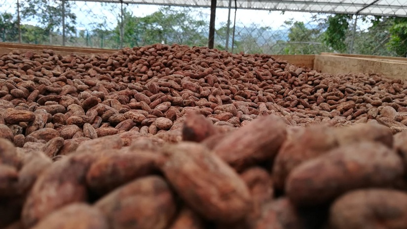cacao